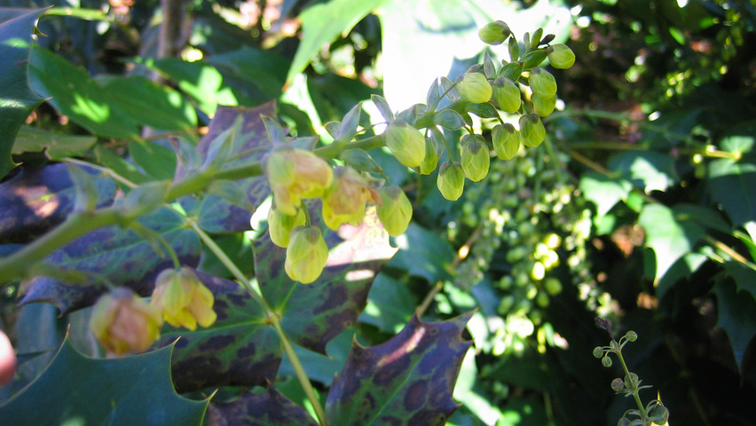 Mahonia japonica 'Hivernant' Blumen