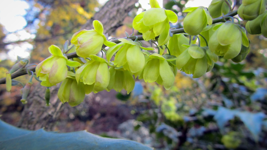 Mahonia japonica 'Hivernant' Blumen