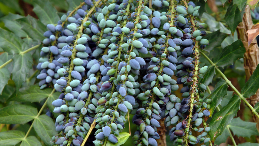 Mahonia japonica 'Hivernant' Frucht