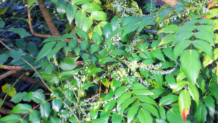Mahonia japonica 'Hivernant' Blatt