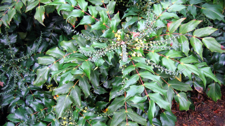 Mahonia japonica 'Hivernant' Blatt