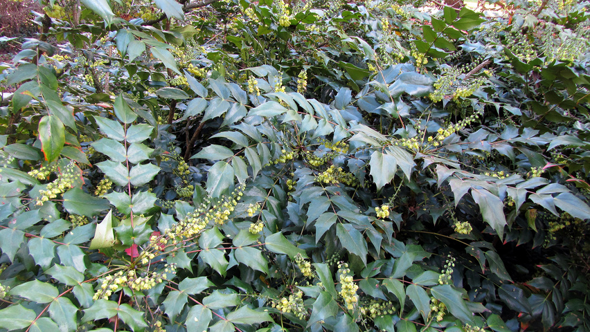 Mahonia japonica 'Hivernant' Blatt