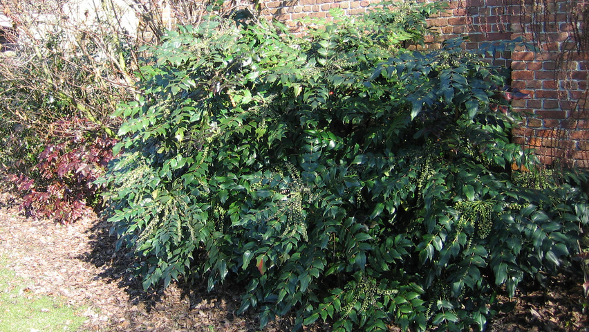 Mahonia japonica 'Hivernant' Solitärgehölze