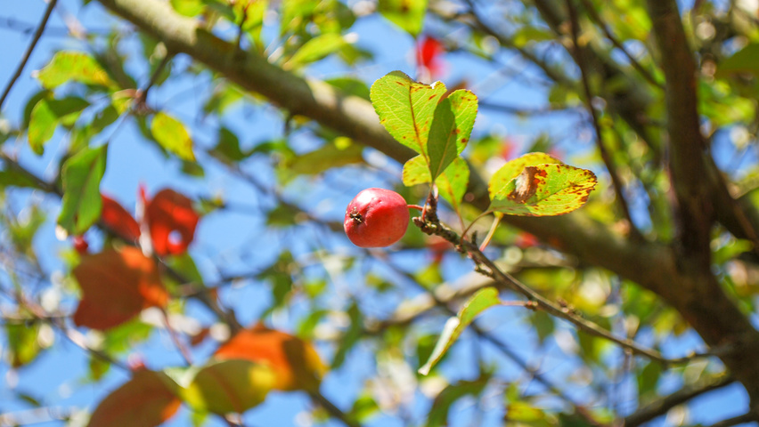 Malus 'Adams' vrucht