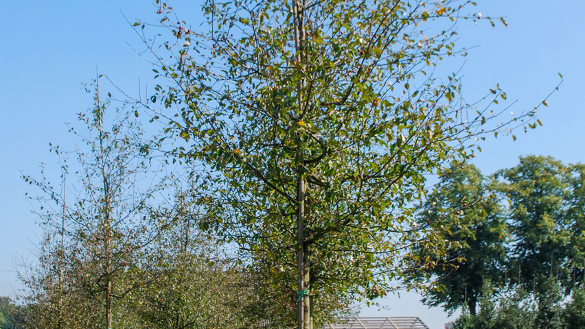 Malus 'Adams' hoogstam