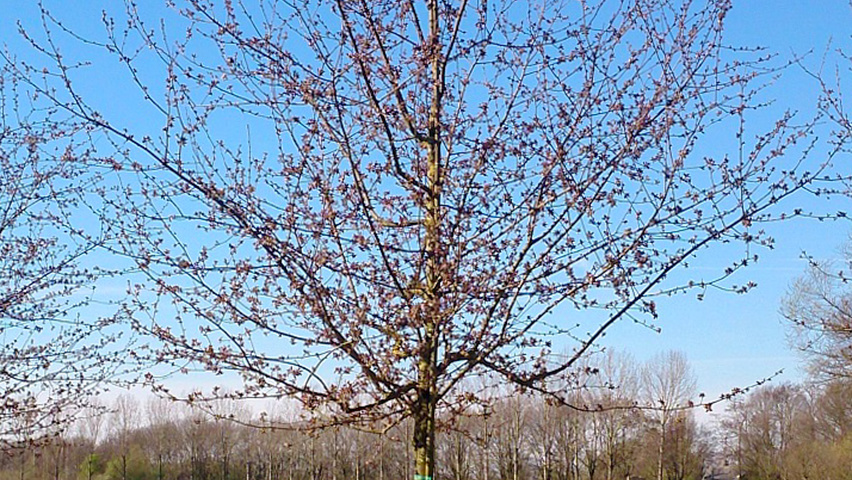 Malus 'Adams' hoogstam