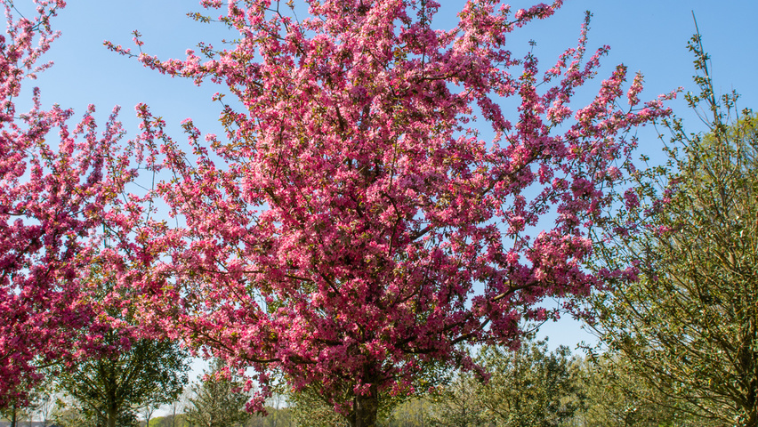 Malus 'Adams' hoogstam