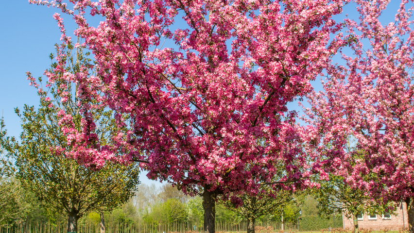 Malus 'Adams' hoogstam