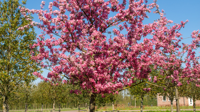 Malus 'Adams' hoogstam