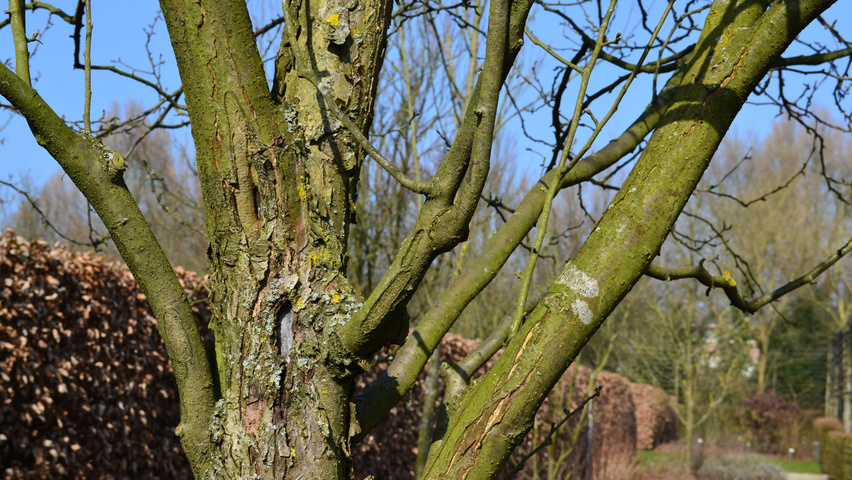 Malus baccata 'Street Parade' bark