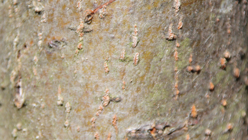 Malus baccata 'Street Parade' bark