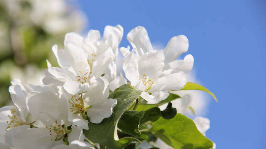 Malus baccata 'Street Parade' flowers