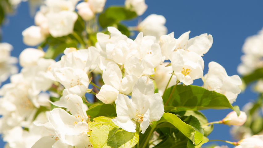Malus baccata 'Street Parade' flowers