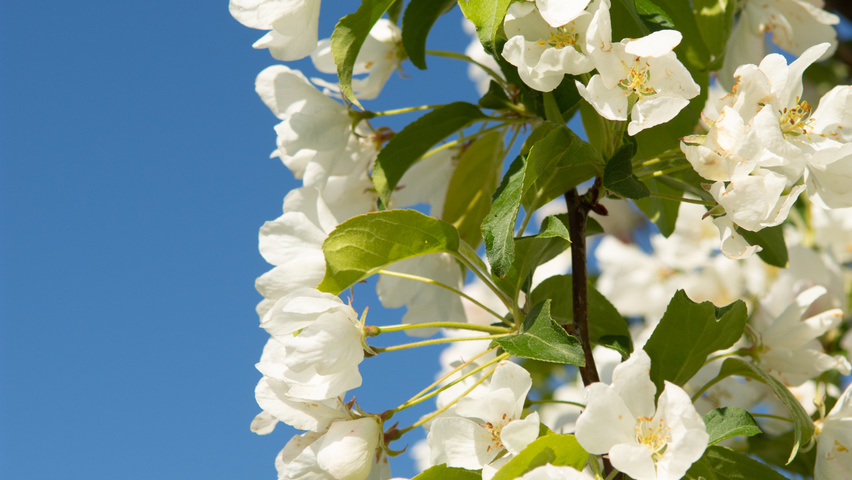 Malus baccata 'Street Parade' flowers