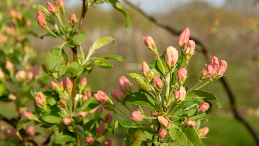 Malus baccata 'Street Parade' flowers