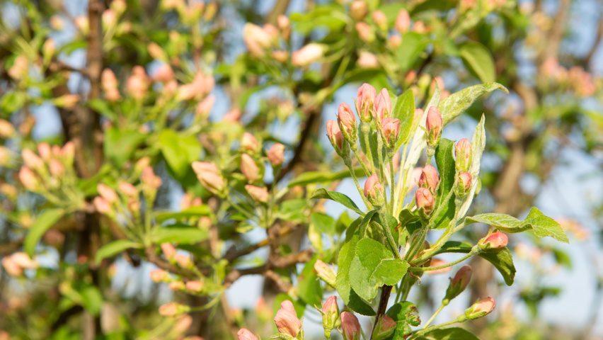 Malus baccata 'Street Parade' flowers