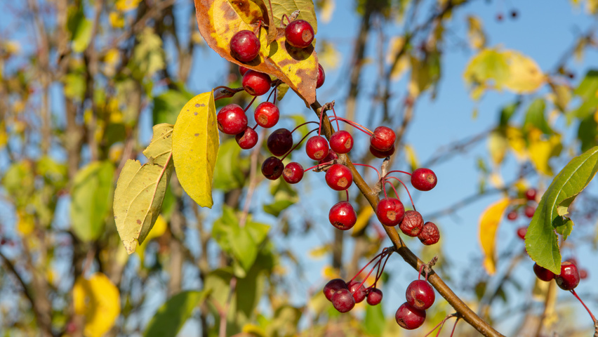 Malus baccata 'Street Parade' fruits