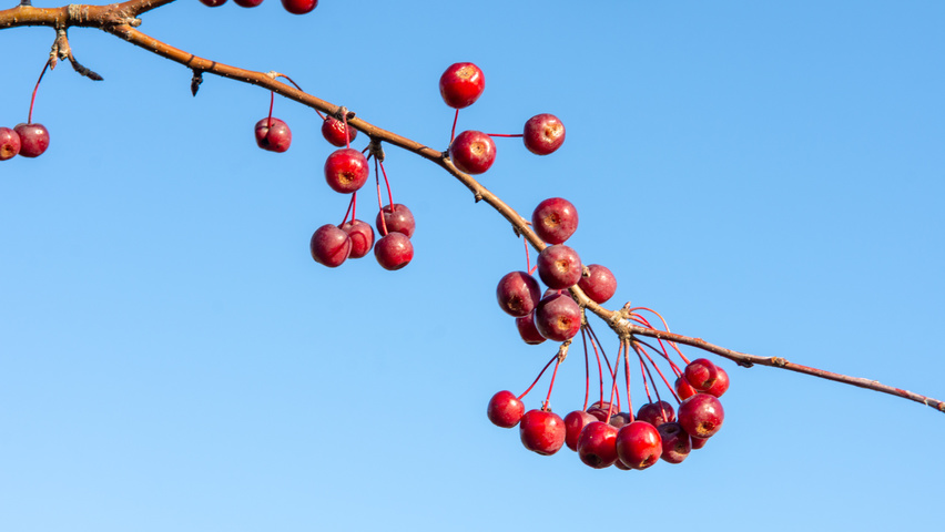 Malus baccata 'Street Parade' fruits