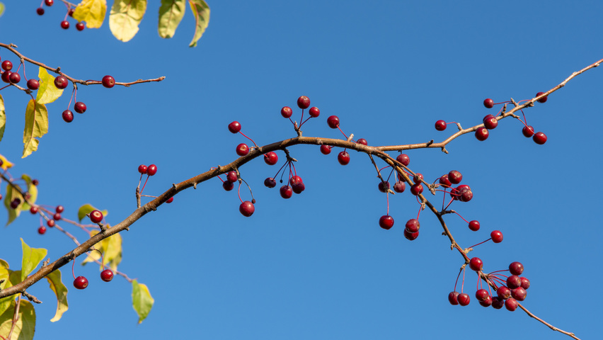 Malus baccata 'Street Parade' fruits