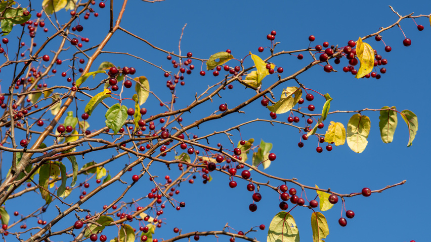 Malus baccata 'Street Parade' fruits