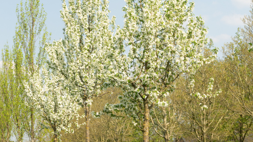 Malus baccata 'Street Parade' standard tree