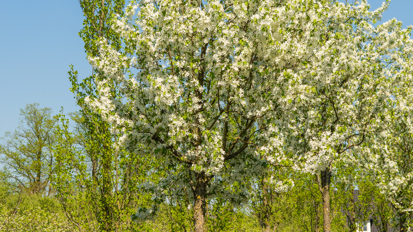 baccata malus ebben treeebb
