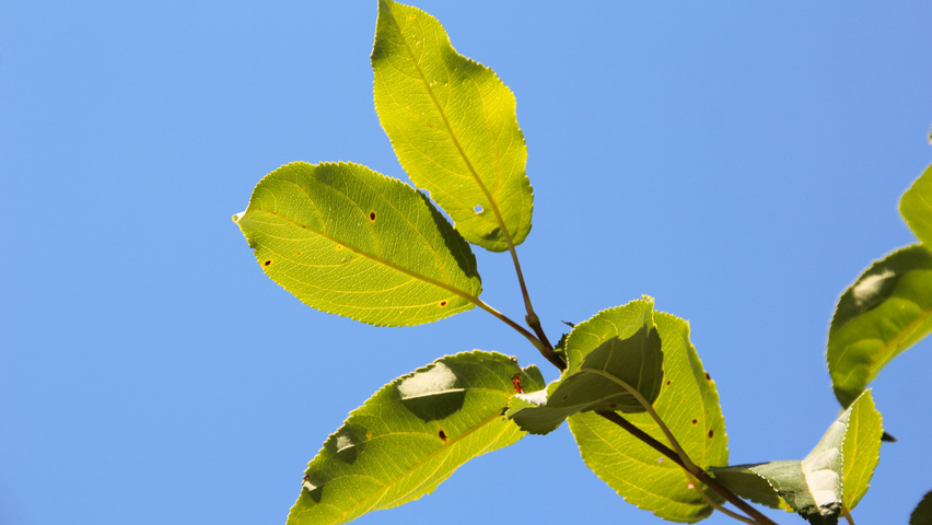 Malus baccata 'Street Parade' leaves