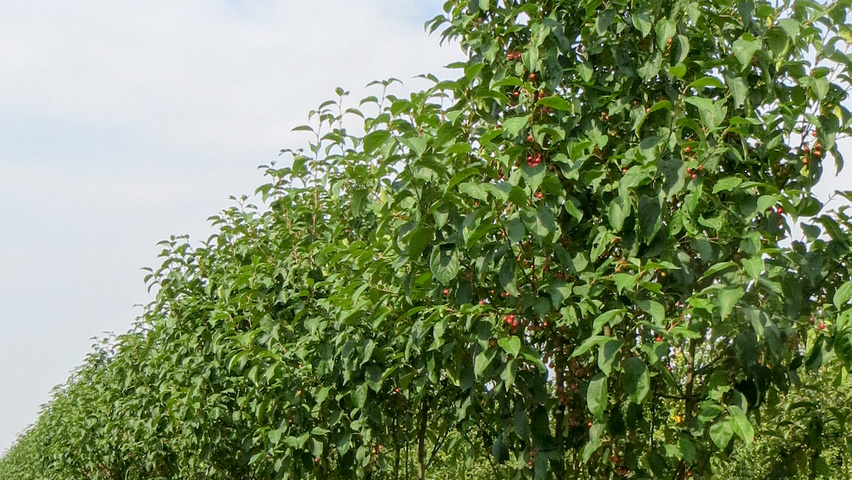 Malus baccata 'Street Parade' multi-stem