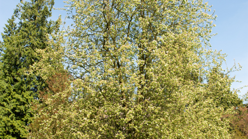 Malus baccata 'Street Parade' multi-stem