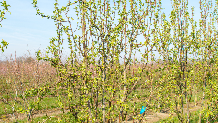 Malus baccata 'Street Parade' multi-stem