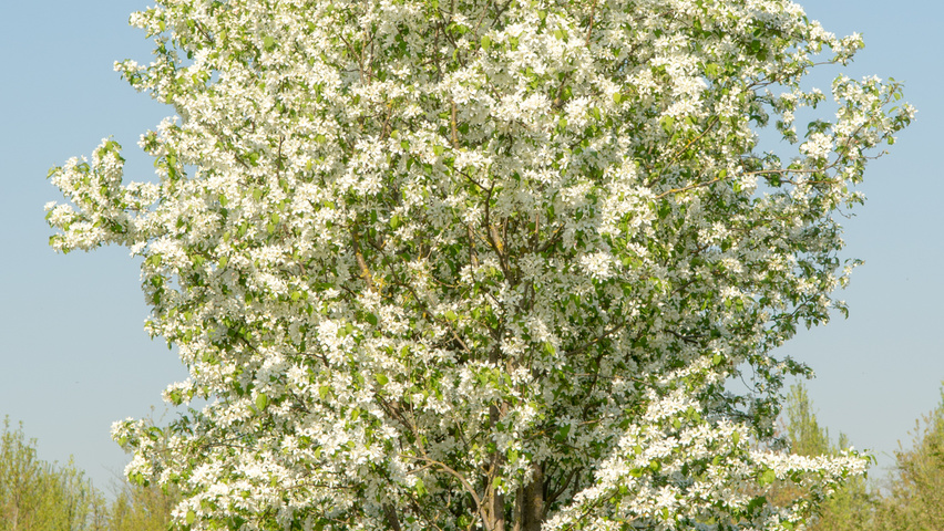 Malus baccata 'Street Parade' multi-stem umbrella