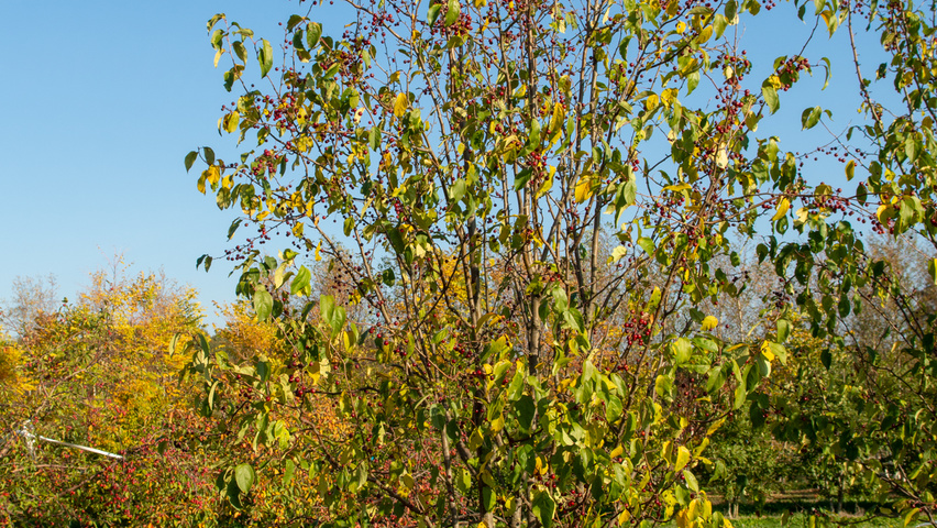 Malus baccata 'Street Parade' multi-stem umbrella