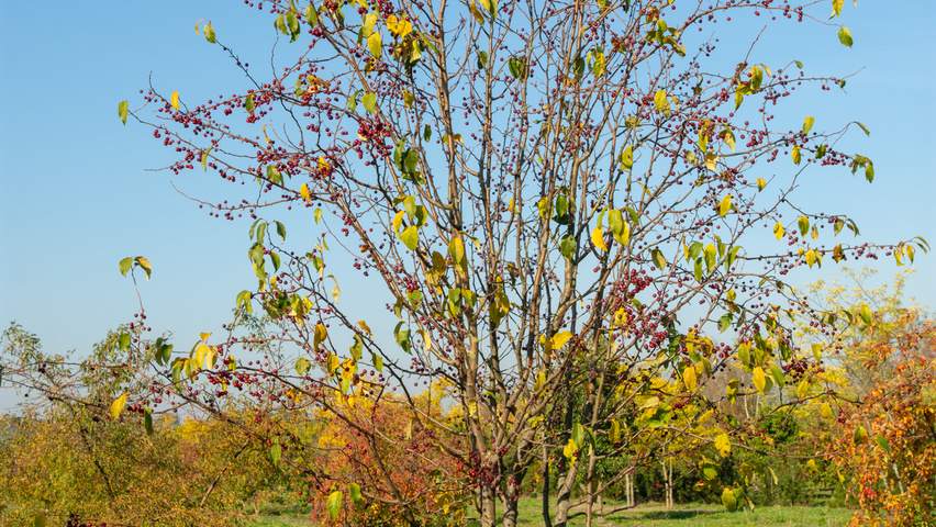 Malus baccata 'Street Parade' multi-stem umbrella