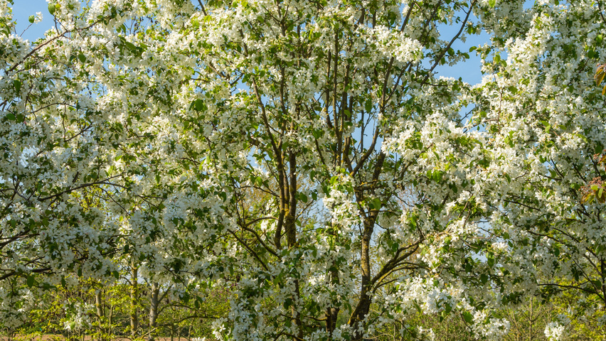 Malus baccata 'Street Parade' multi-stem umbrella