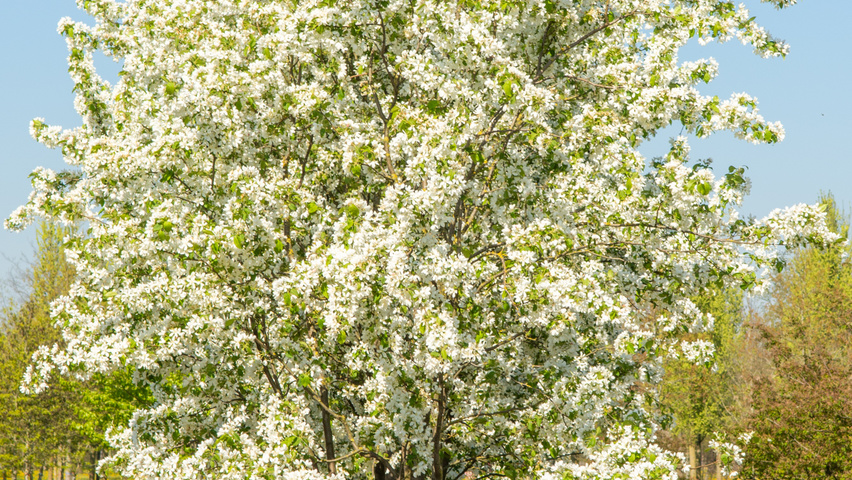 malus baccata schirmform mehrstämmige ebben