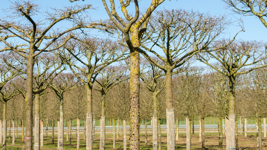 Malus baccata 'Street Parade' roof-trained