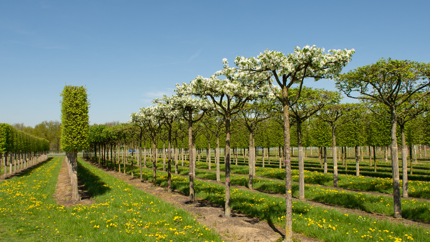 Malus baccata 'Street Parade' roof-trained