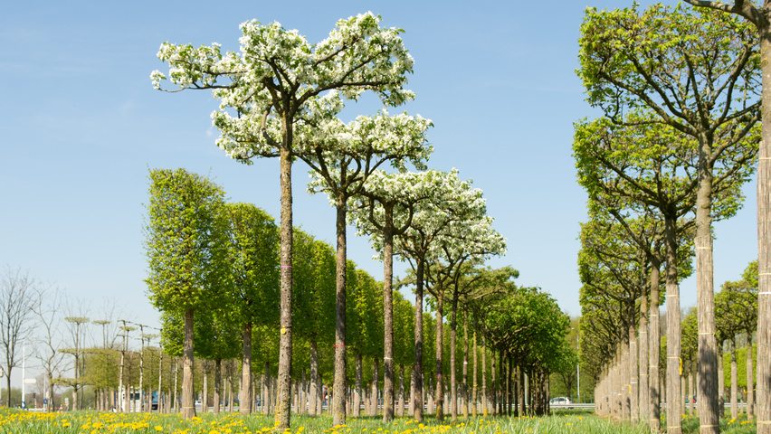 Malus baccata 'Street Parade' roof-trained