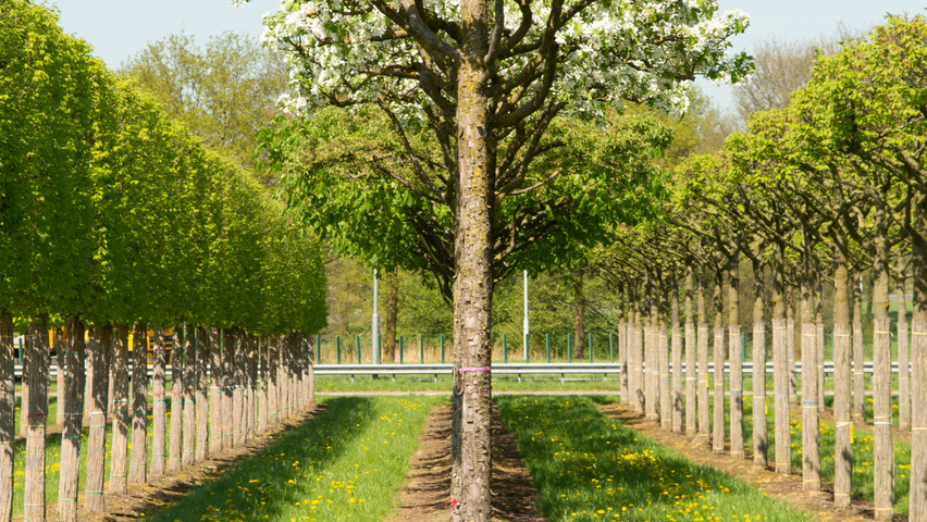 Malus baccata 'Street Parade' roof-trained