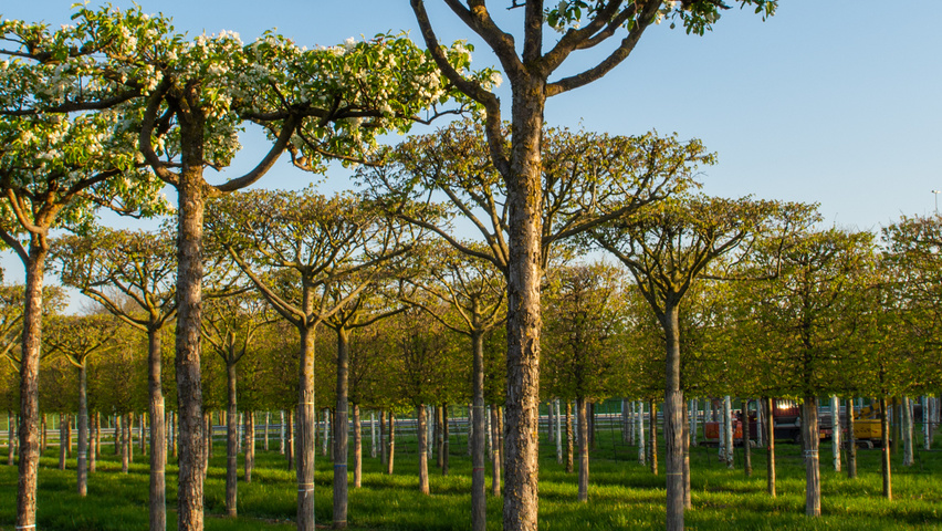 Malus baccata 'Street Parade' roof-trained