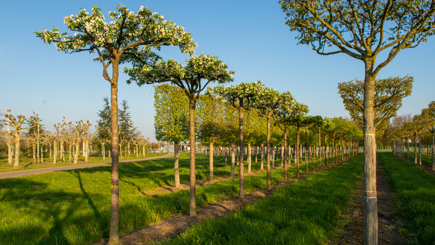 Malus baccata 'Street Parade' roof-trained