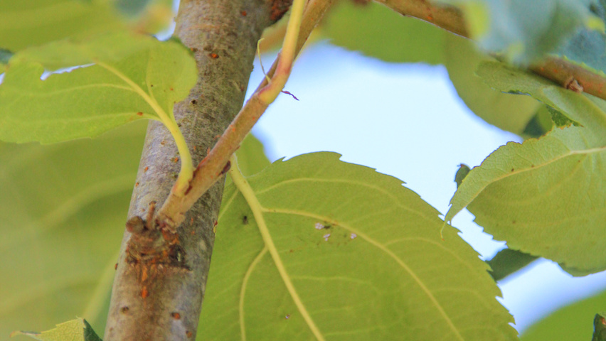 Malus baccata 'Street Parade' twigs