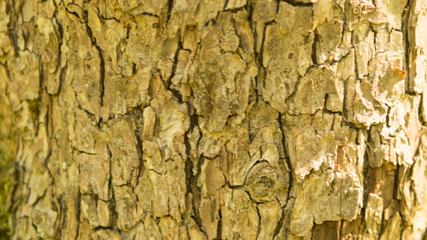 Malus 'Butterball' kora