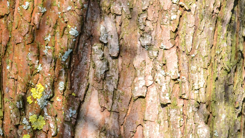 Malus 'Butterball' kora