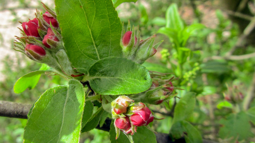 Malus 'Butterball' kwiaty
