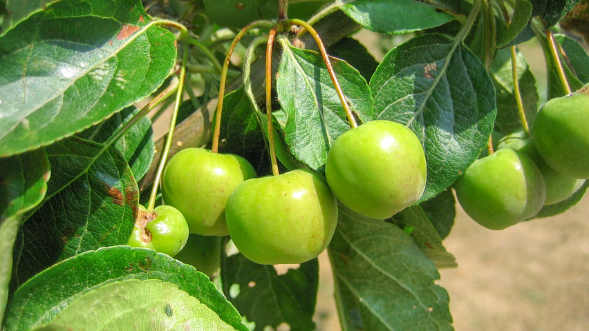 Malus 'Butterball' owoce