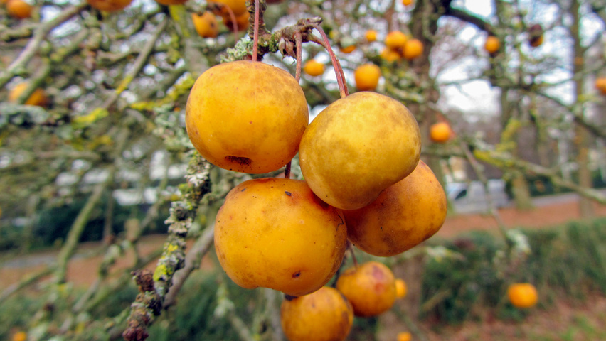 Malus 'Butterball' owoce