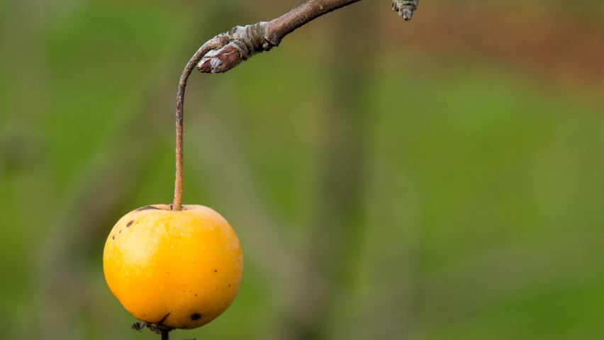 Malus 'Butterball' owoce