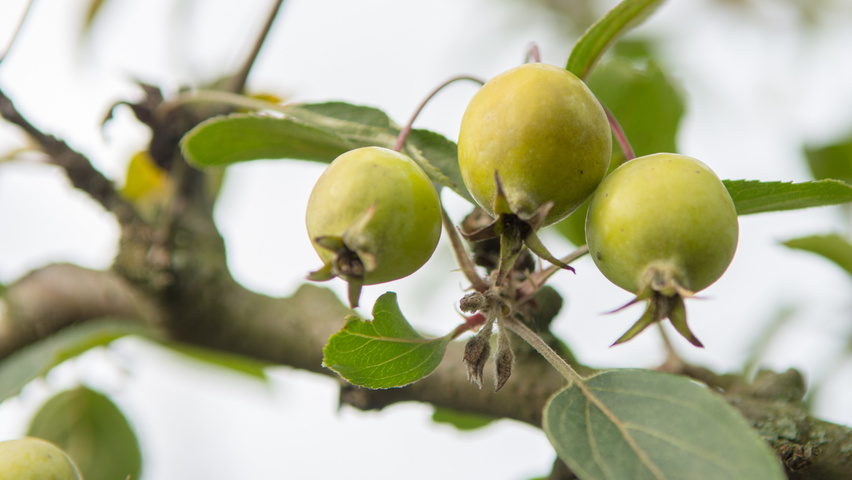 Malus 'Butterball' owoce