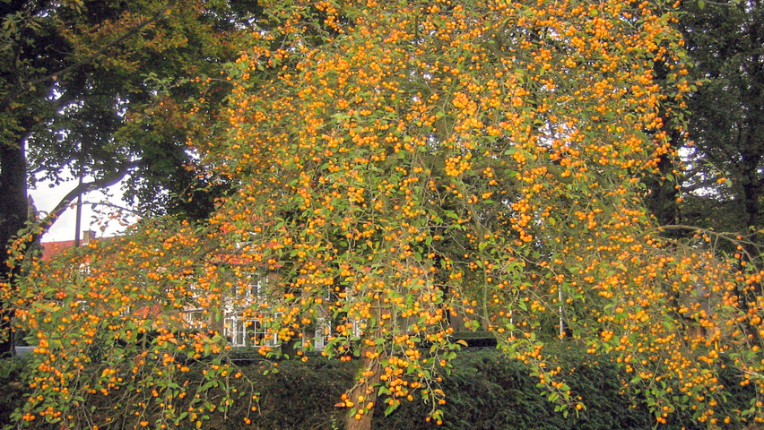 Malus 'Butterball' pienne
